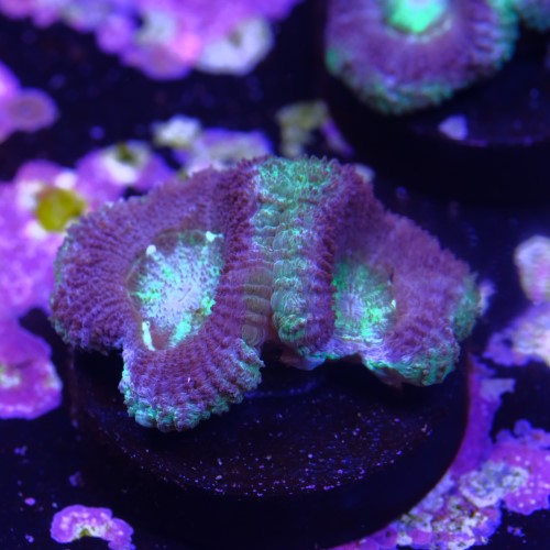 Micromussa (2head) 2