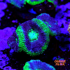 Micromussa (3head) 1