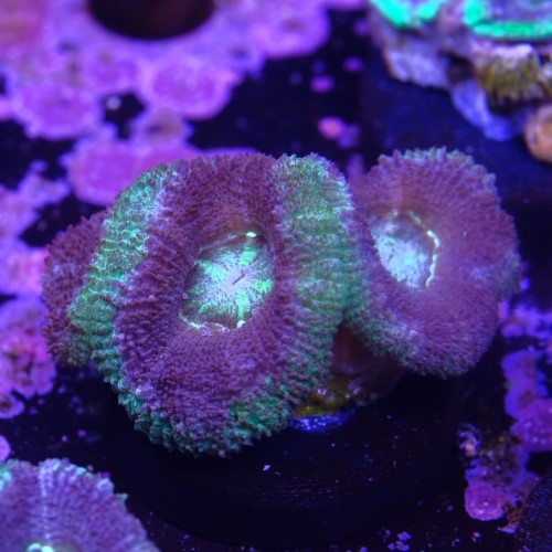 Micromussa (3head) 2