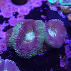 Micromussa (3head) 2