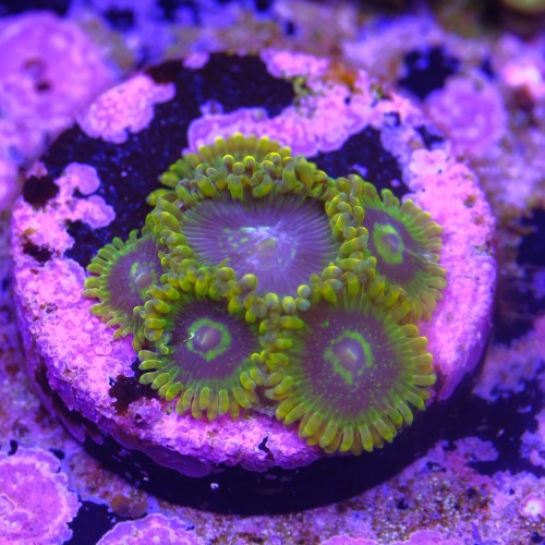 Zoanthus yoda (6 pólipos) 2