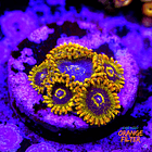 Zoanthus yoda (6 pólipos) 1