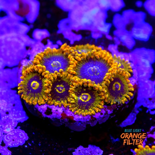 Zoanthus yoda (9 pólipos) 1