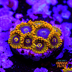 Zoanthus yoda (9 pólipos) 1