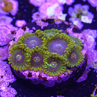 Zoanthus yoda (9 pólipos) 2