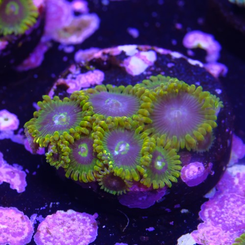 Zoanthus yoda (9 pólipos) 2