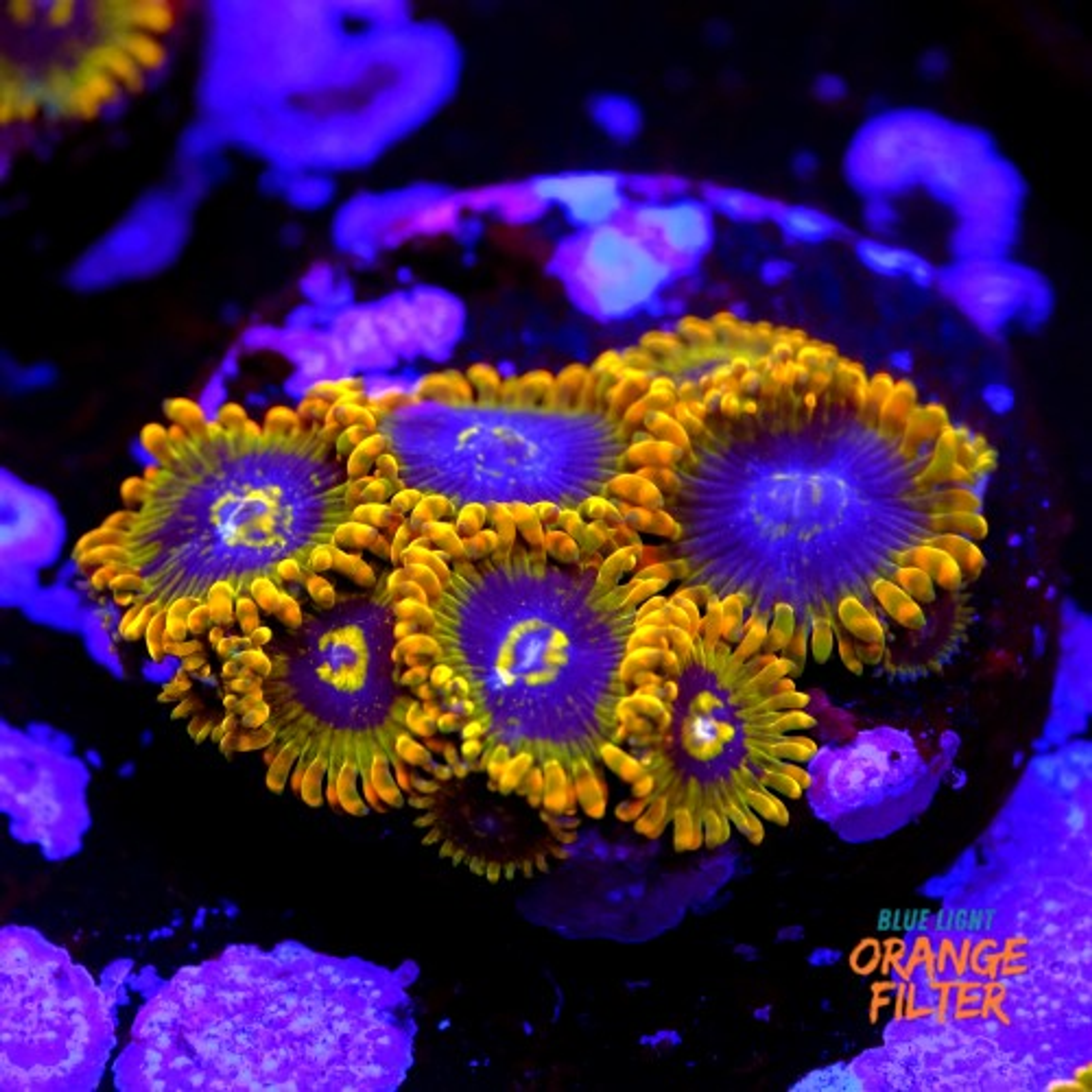 Zoanthus yoda (9 pólipos)