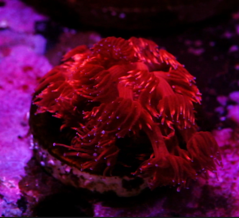 Goniopora super red