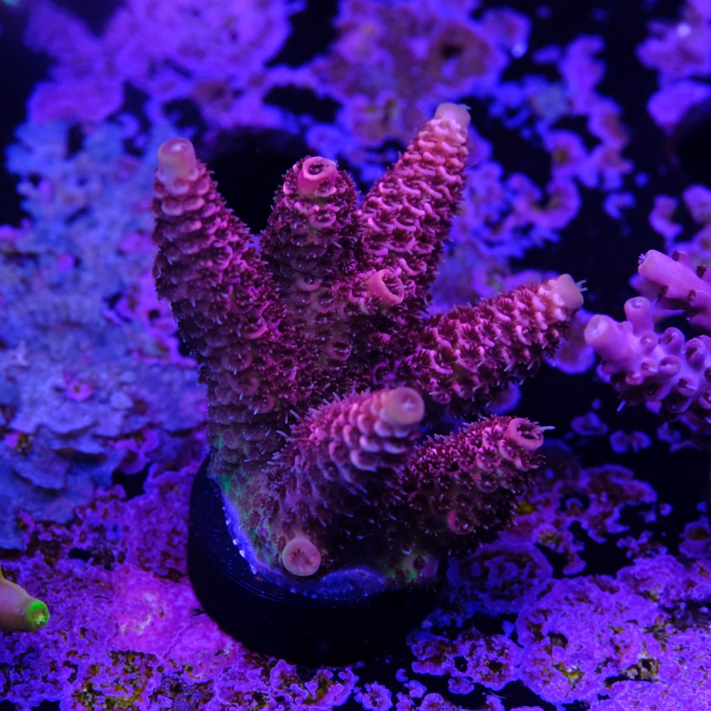 Acropora millepora  2