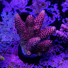 Acropora millepora  2
