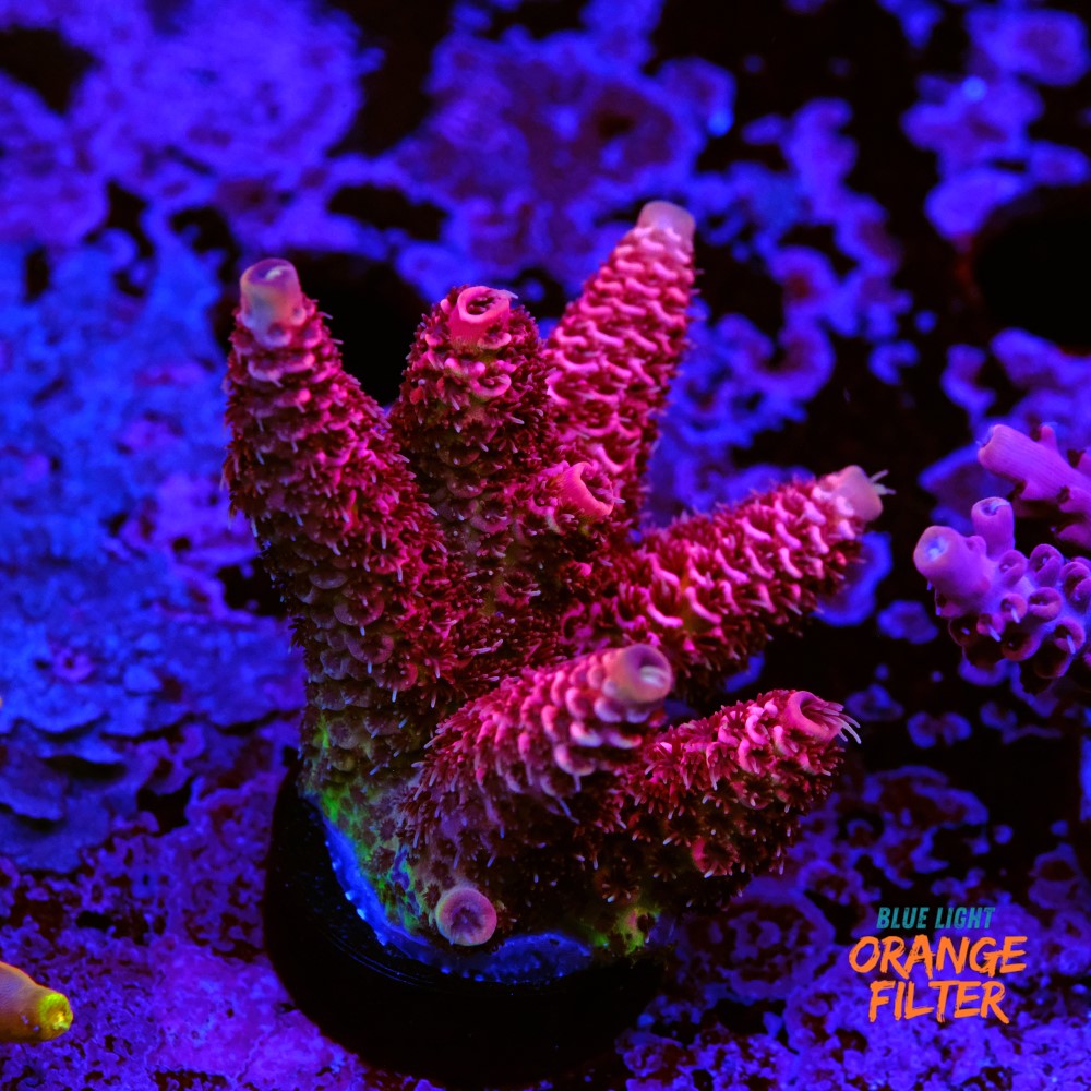 Acropora millepora  1