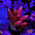 Acropora millepora  1