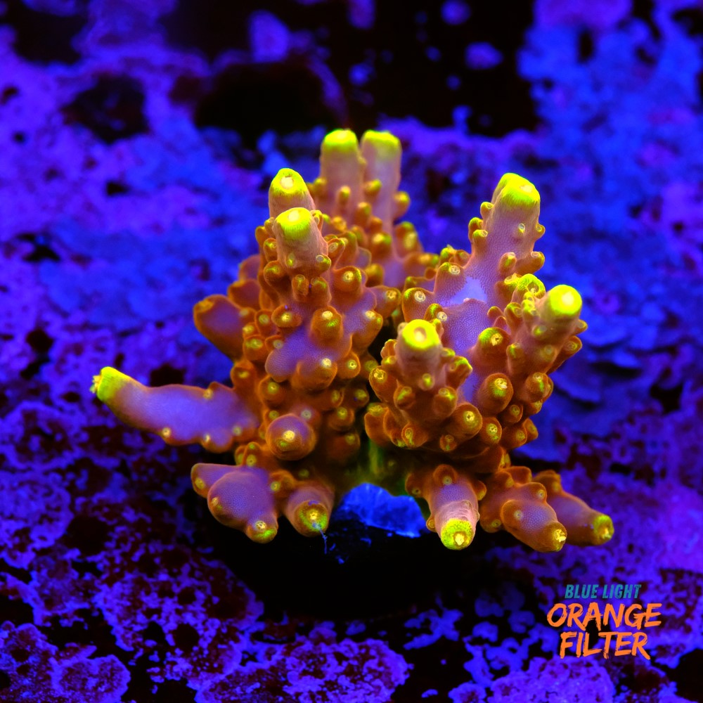 Acropora Gold Finger  1