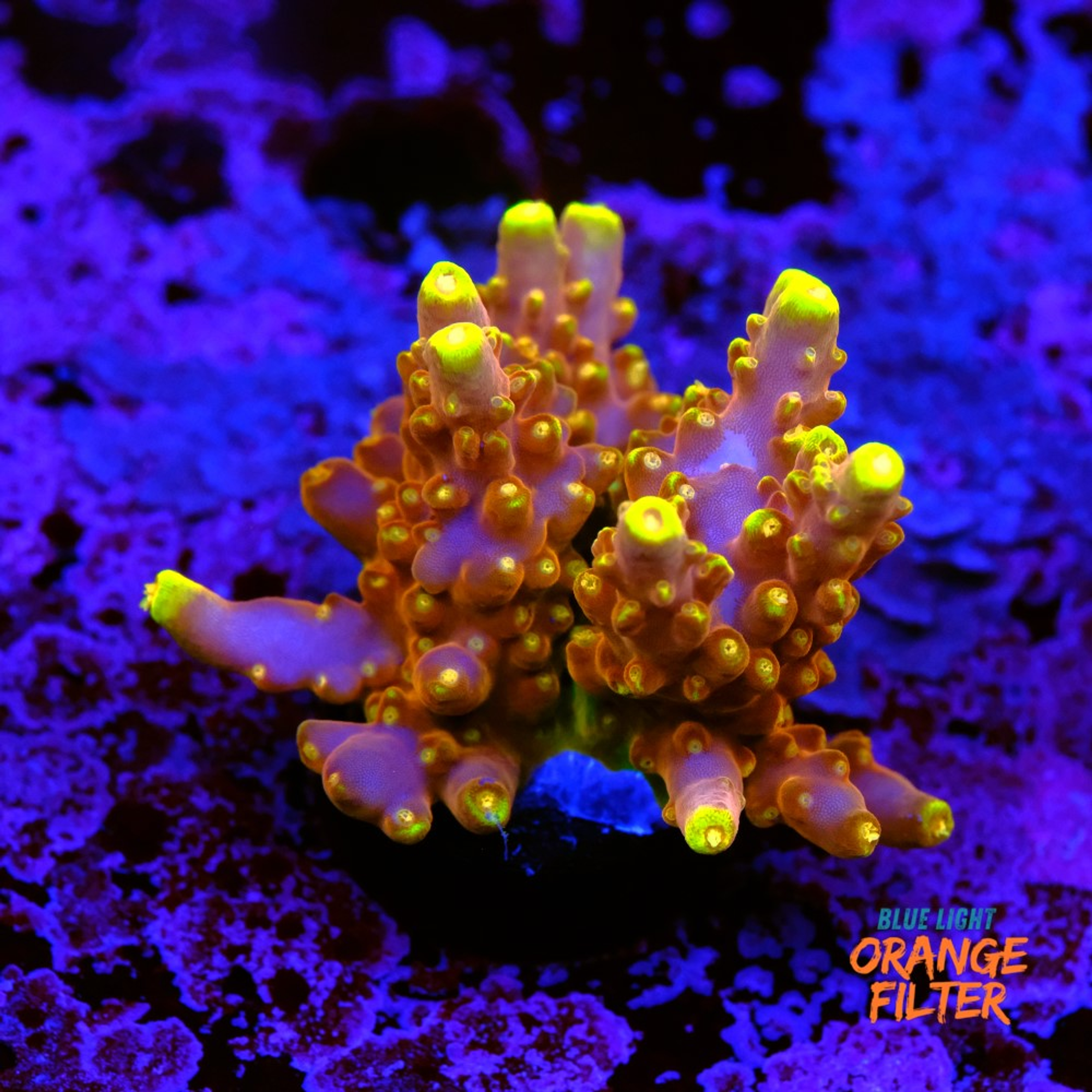 Acropora Gold Finger 