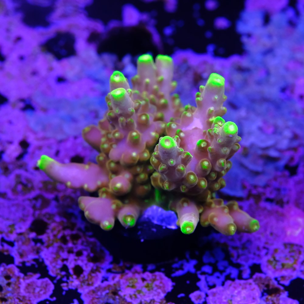 Acropora Gold Finger  2