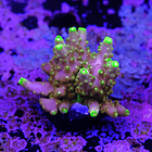 Acropora Gold Finger  2