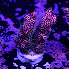 Acropora millepora  2