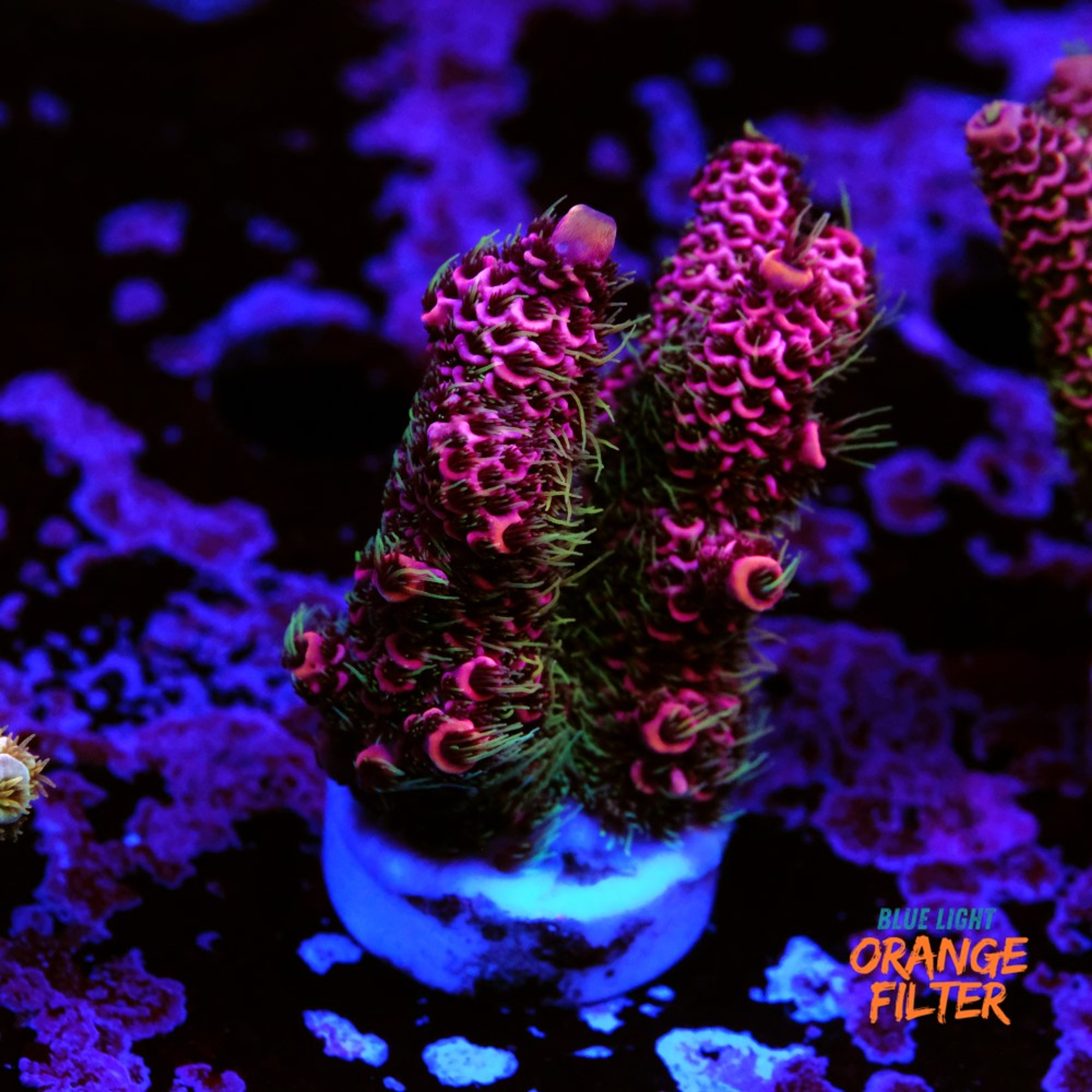 Acropora millepora 