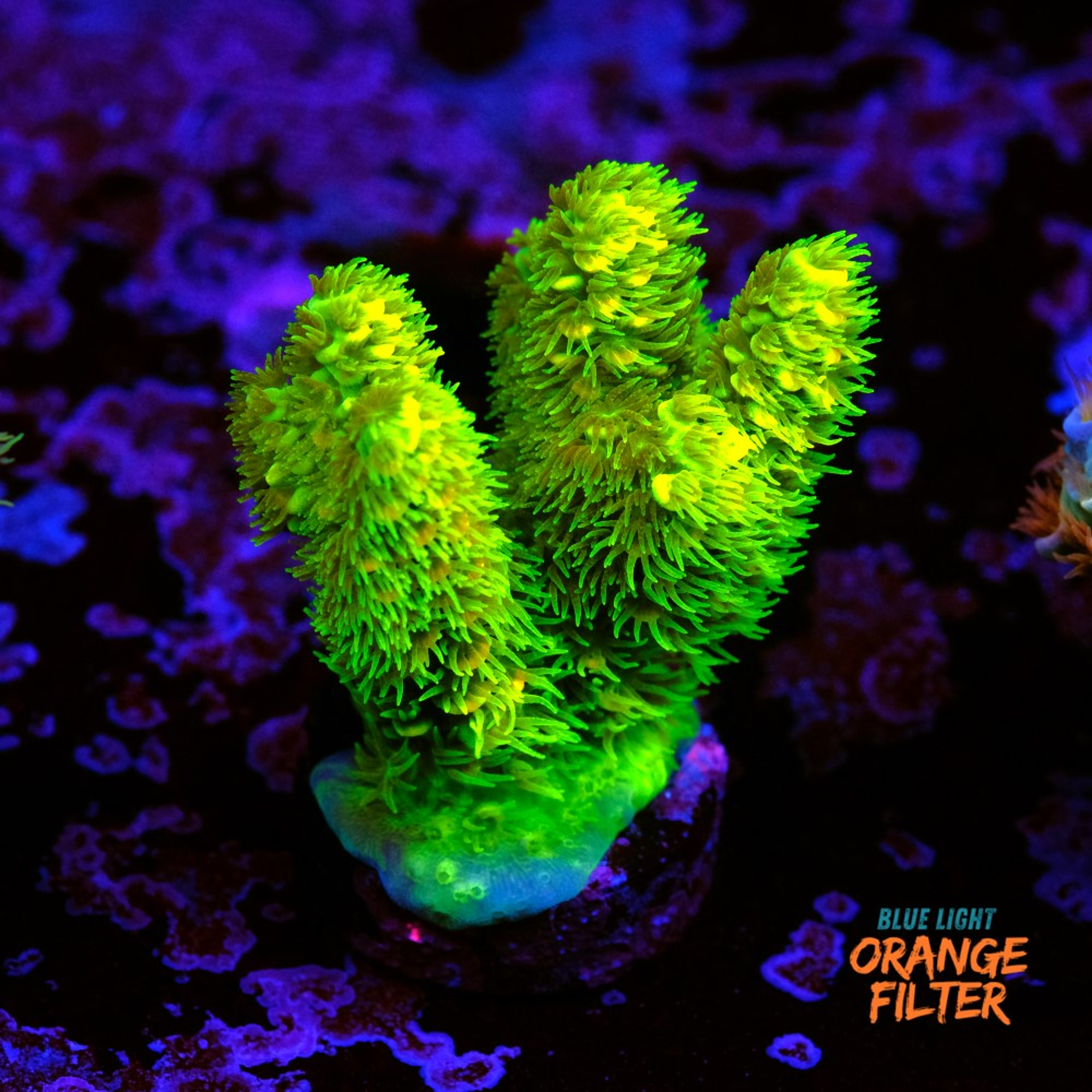 Acropora vermiculata