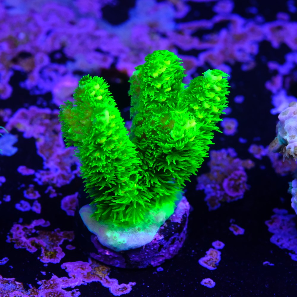 Acropora vermiculata 