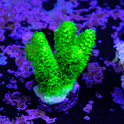 Acropora vermiculata 