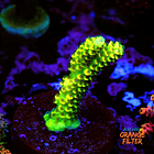 Acropora vermiculata 1