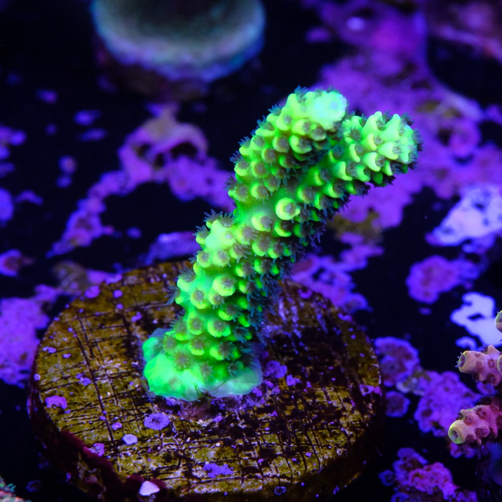 Acropora vermiculata 2