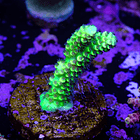 Acropora vermiculata 2