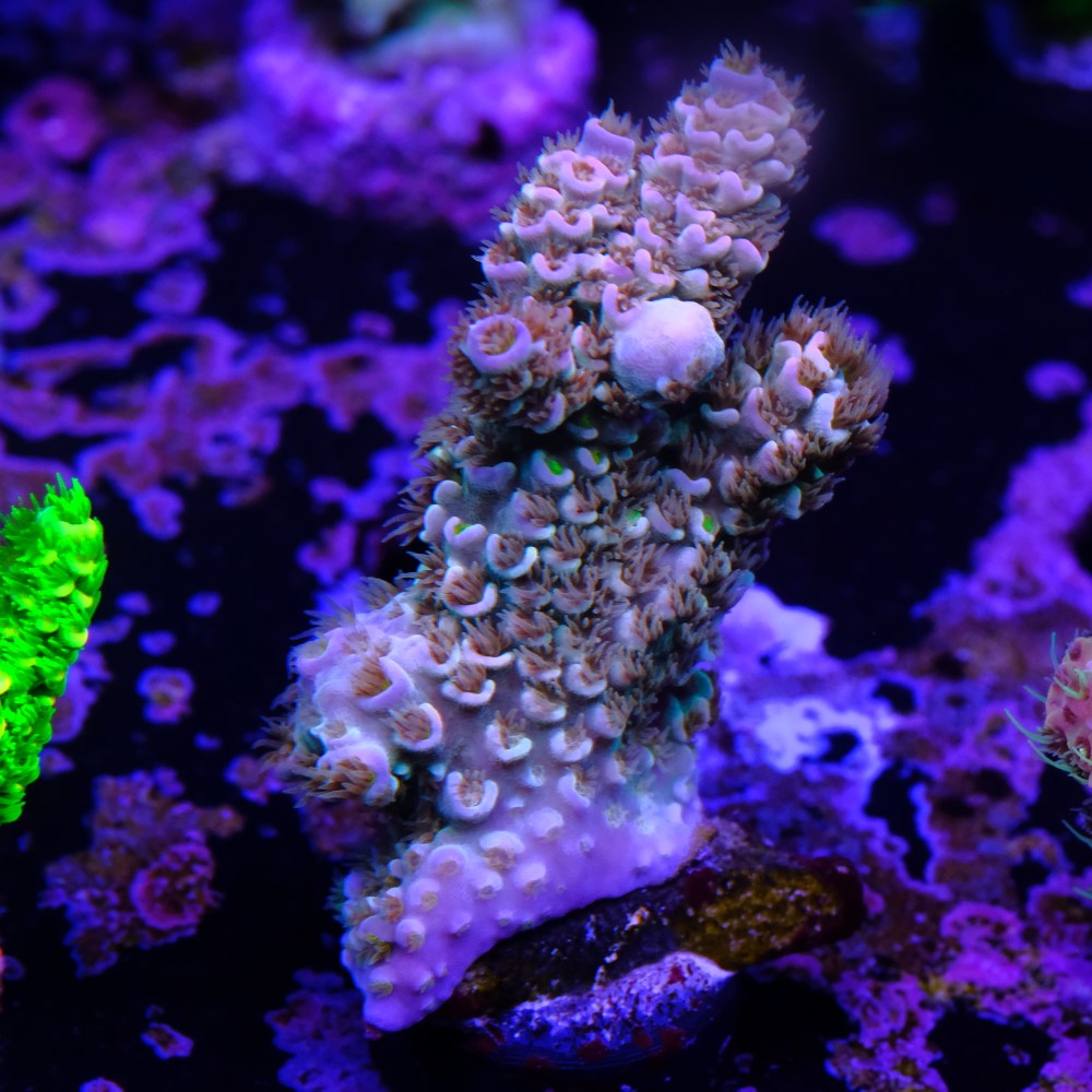 Acropora tenuis orange passion 2