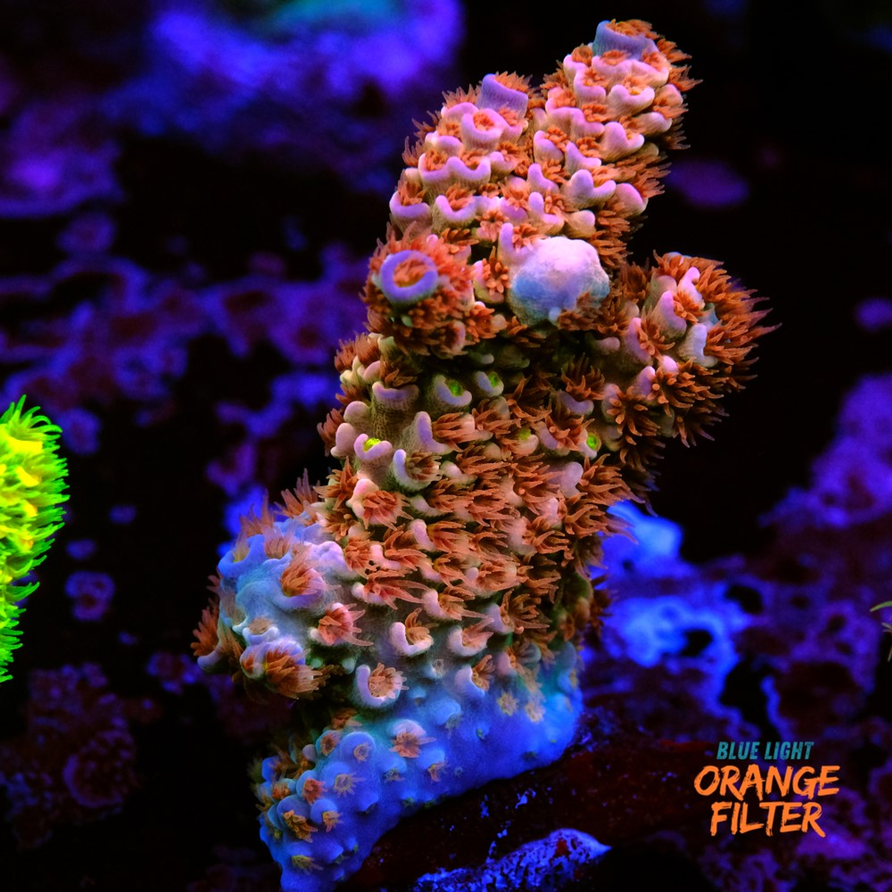 Acropora tenuis orange passion