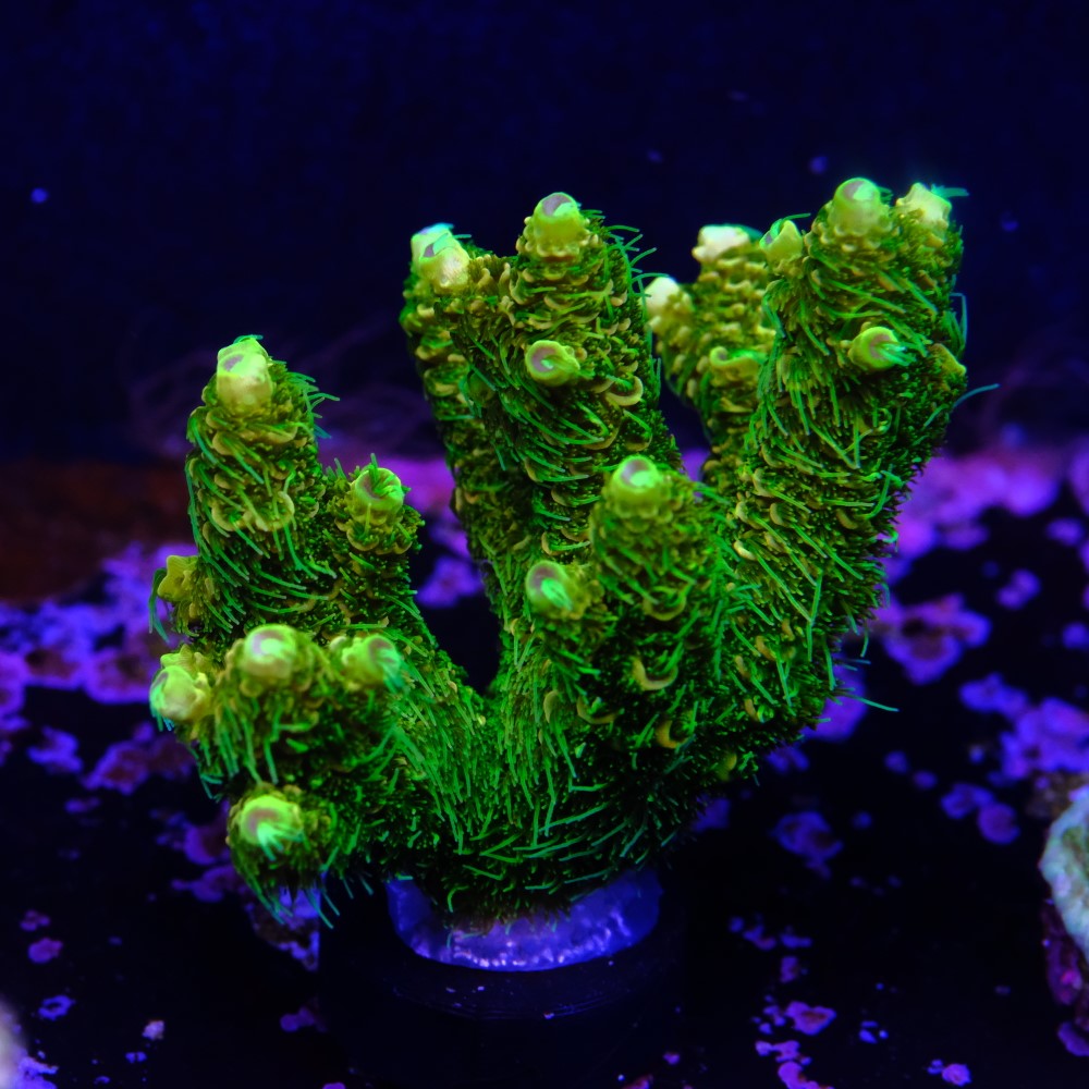 Acropora millepora  2