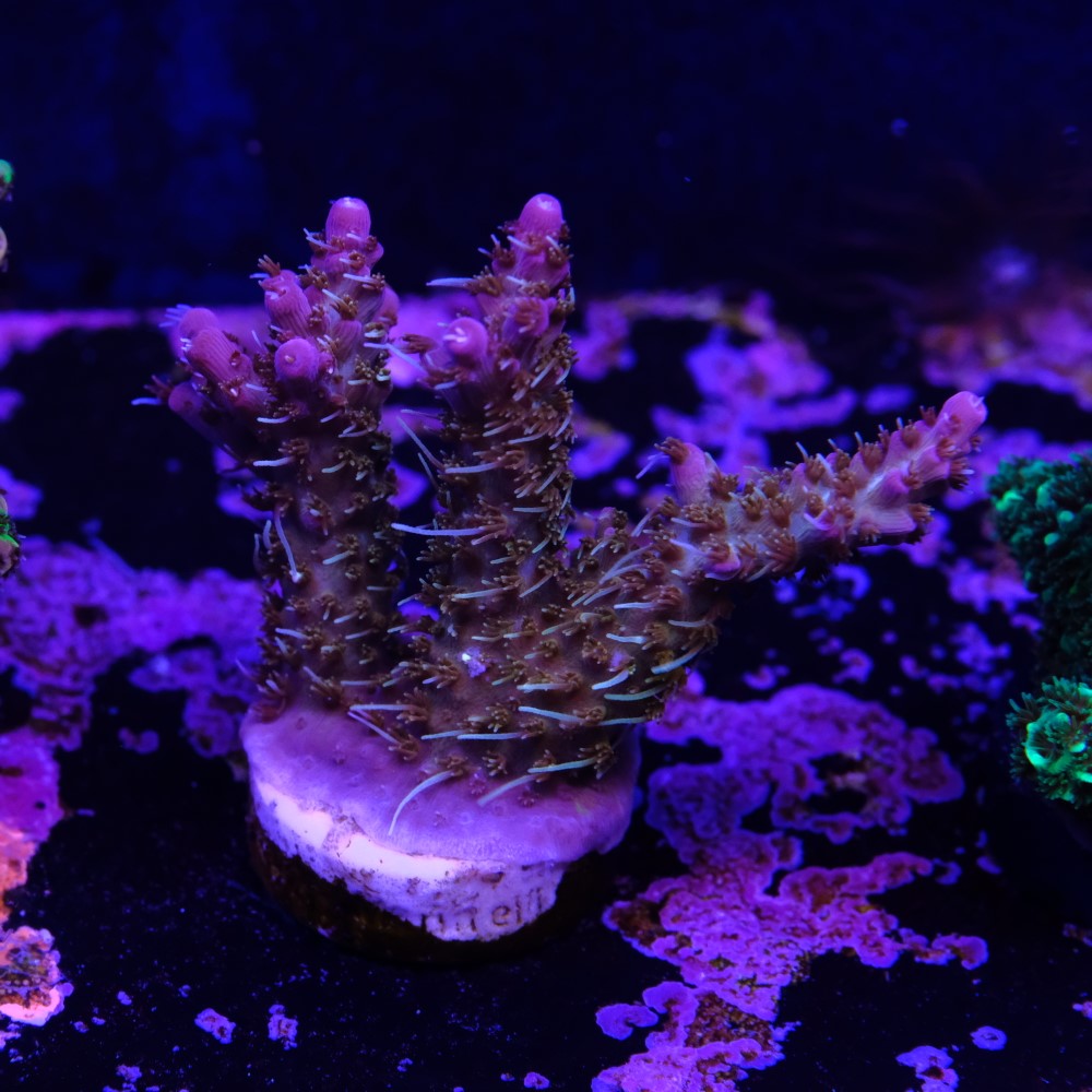Tyree pinky the bear acropora 2