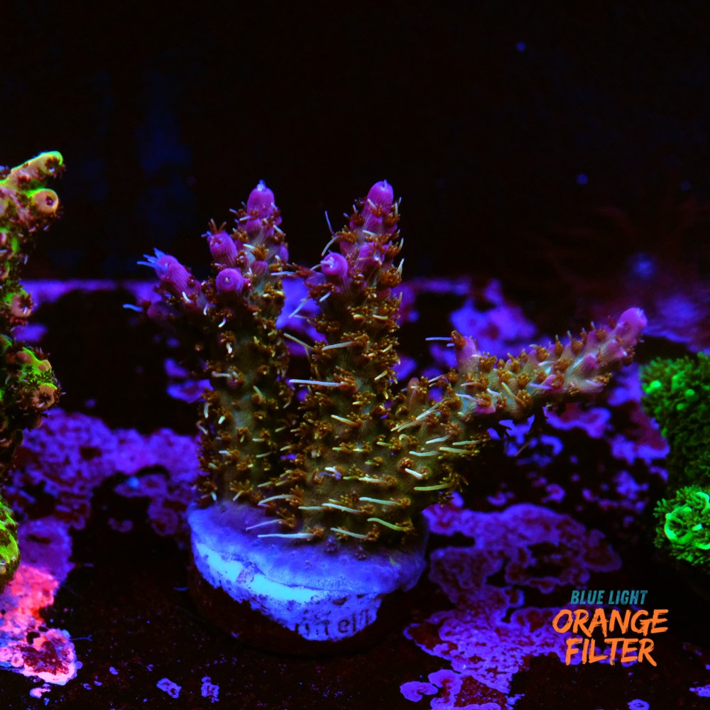 Tyree pinky the bear acropora 1
