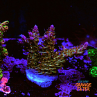 Tyree pinky the bear acropora 1