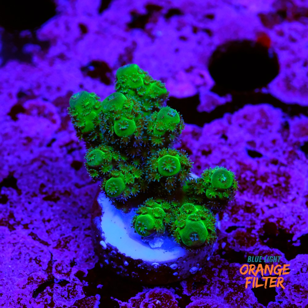 Acropora florida 1