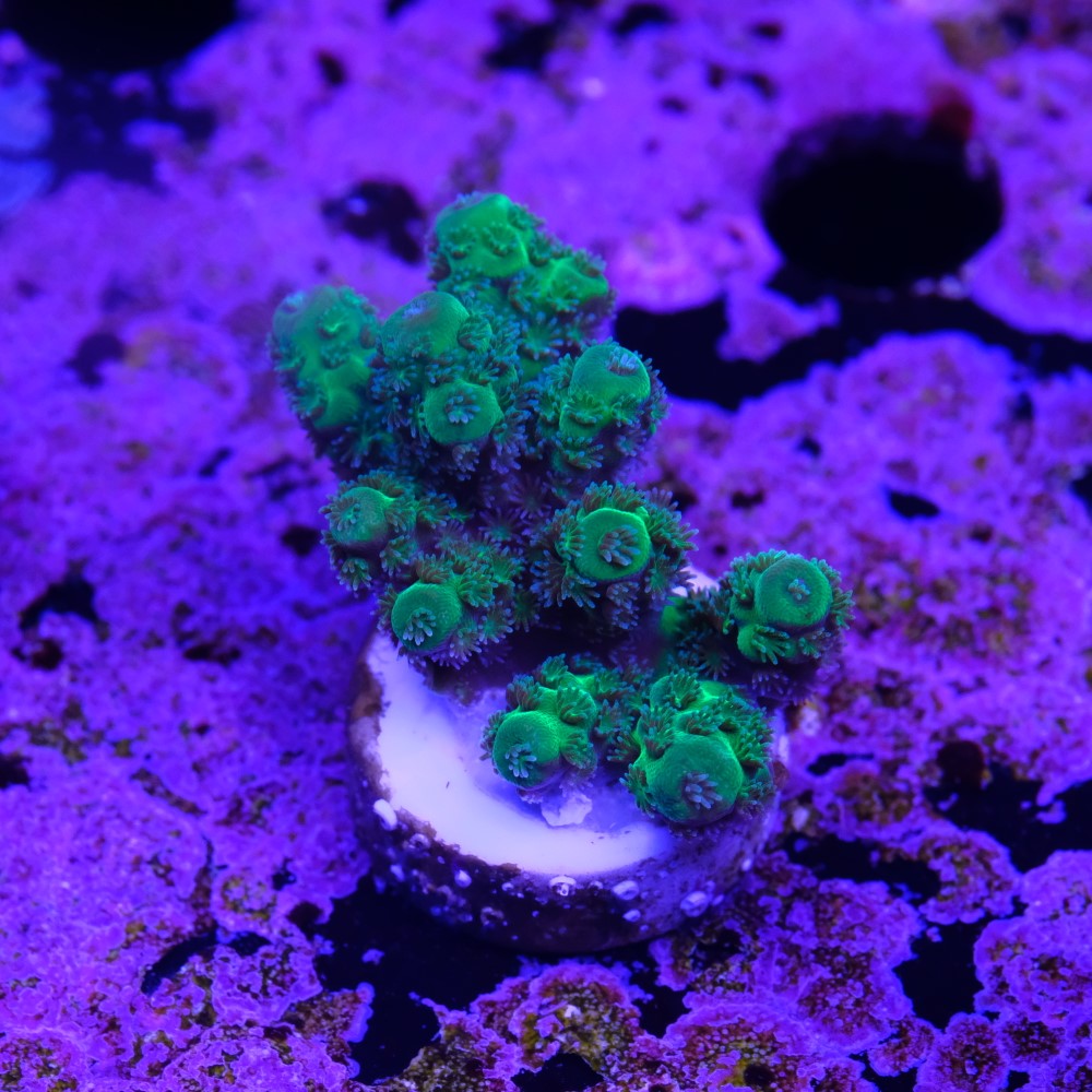 Acropora florida 2
