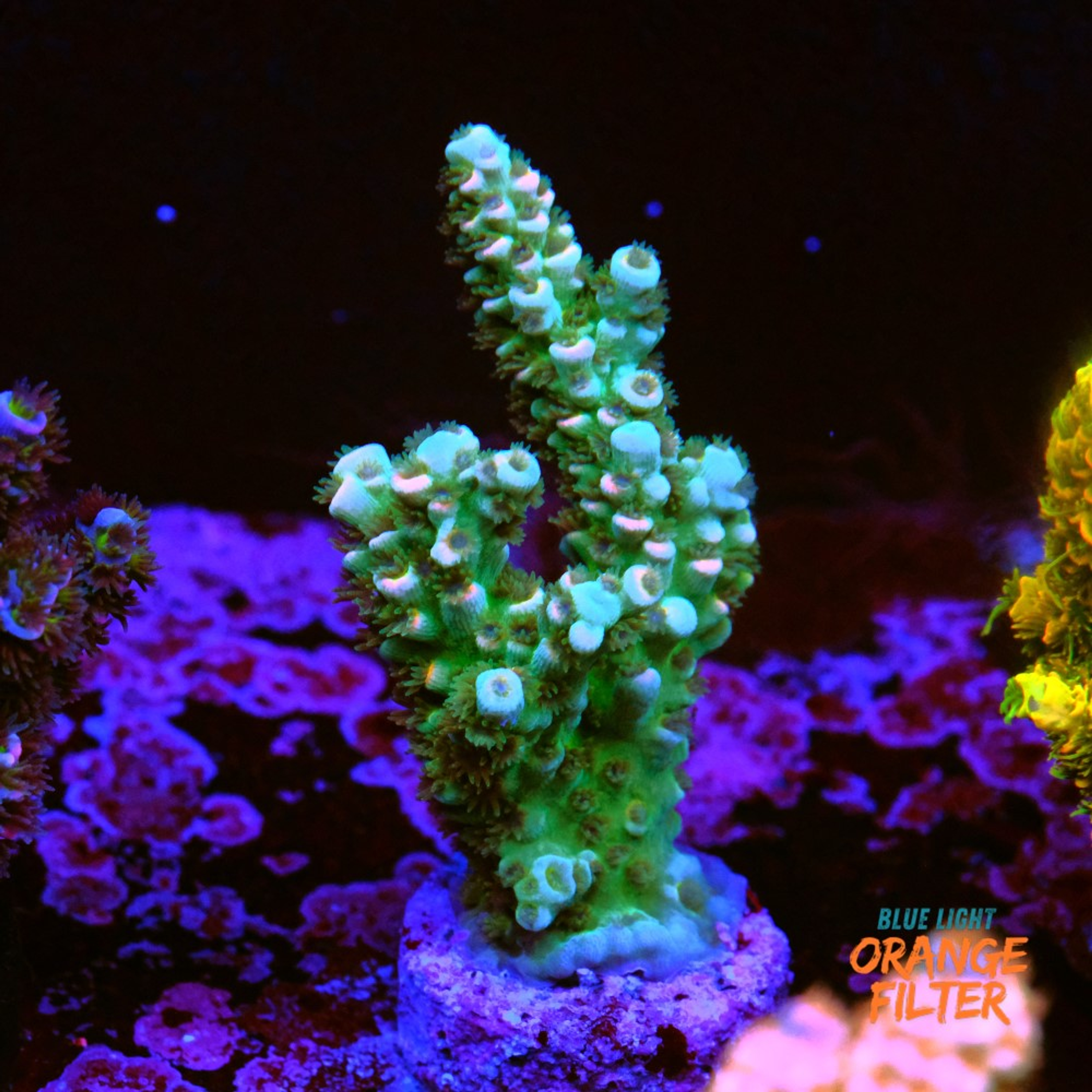 Acropora tenuis 