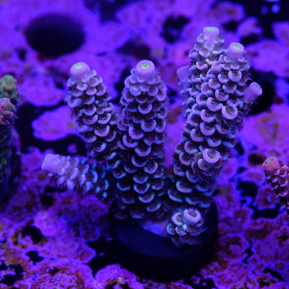 Acropora tenuis 2