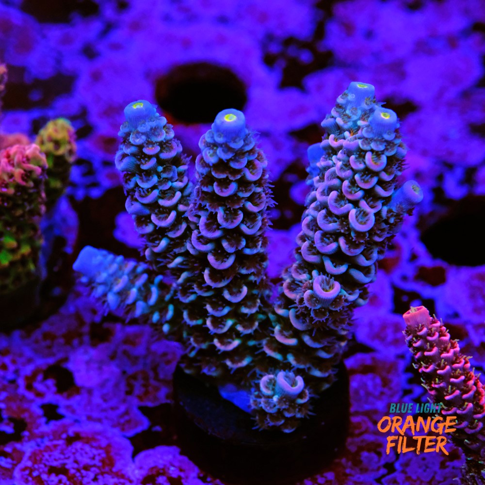 Acropora tenuis 1