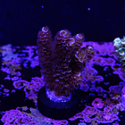 Acropora tenuis 2