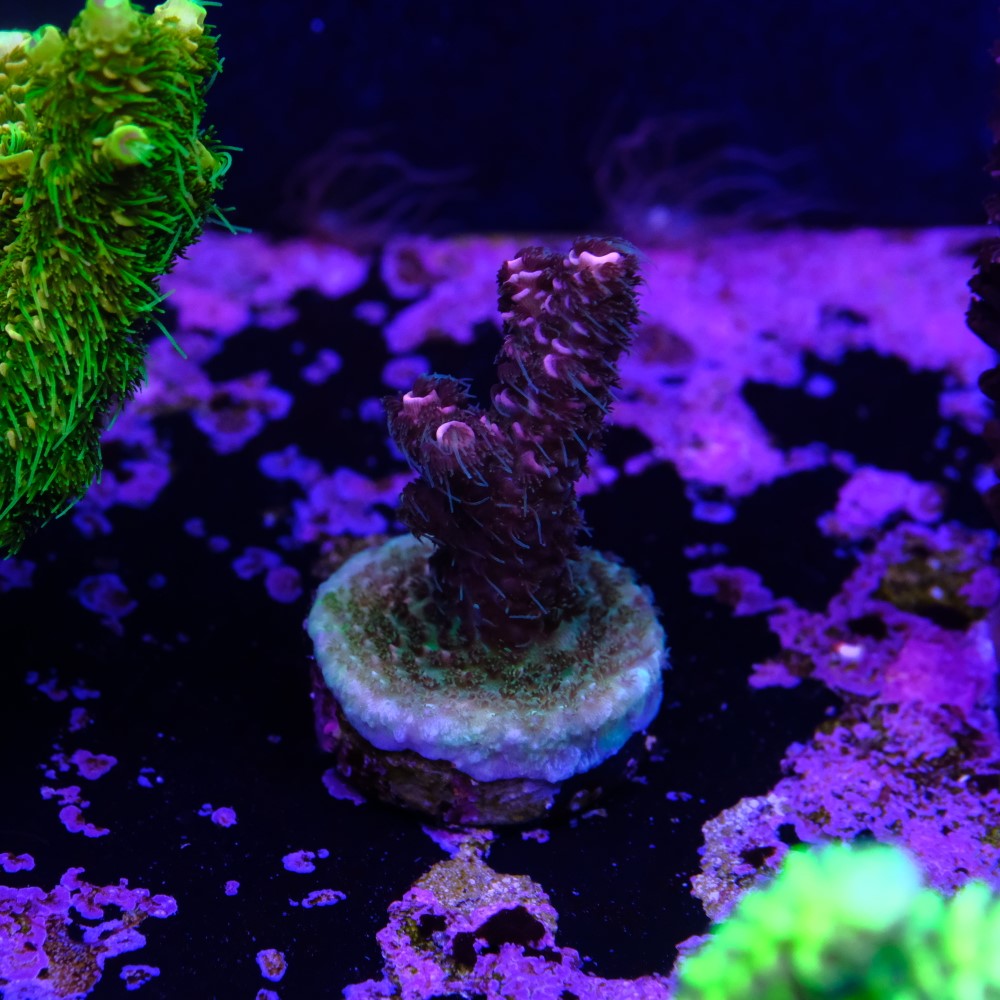 Acropora millepora 2