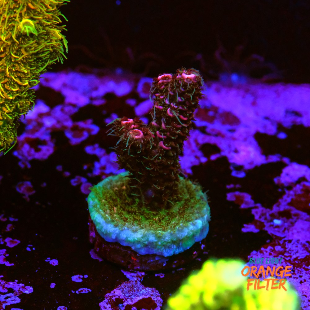 Acropora millepora 1