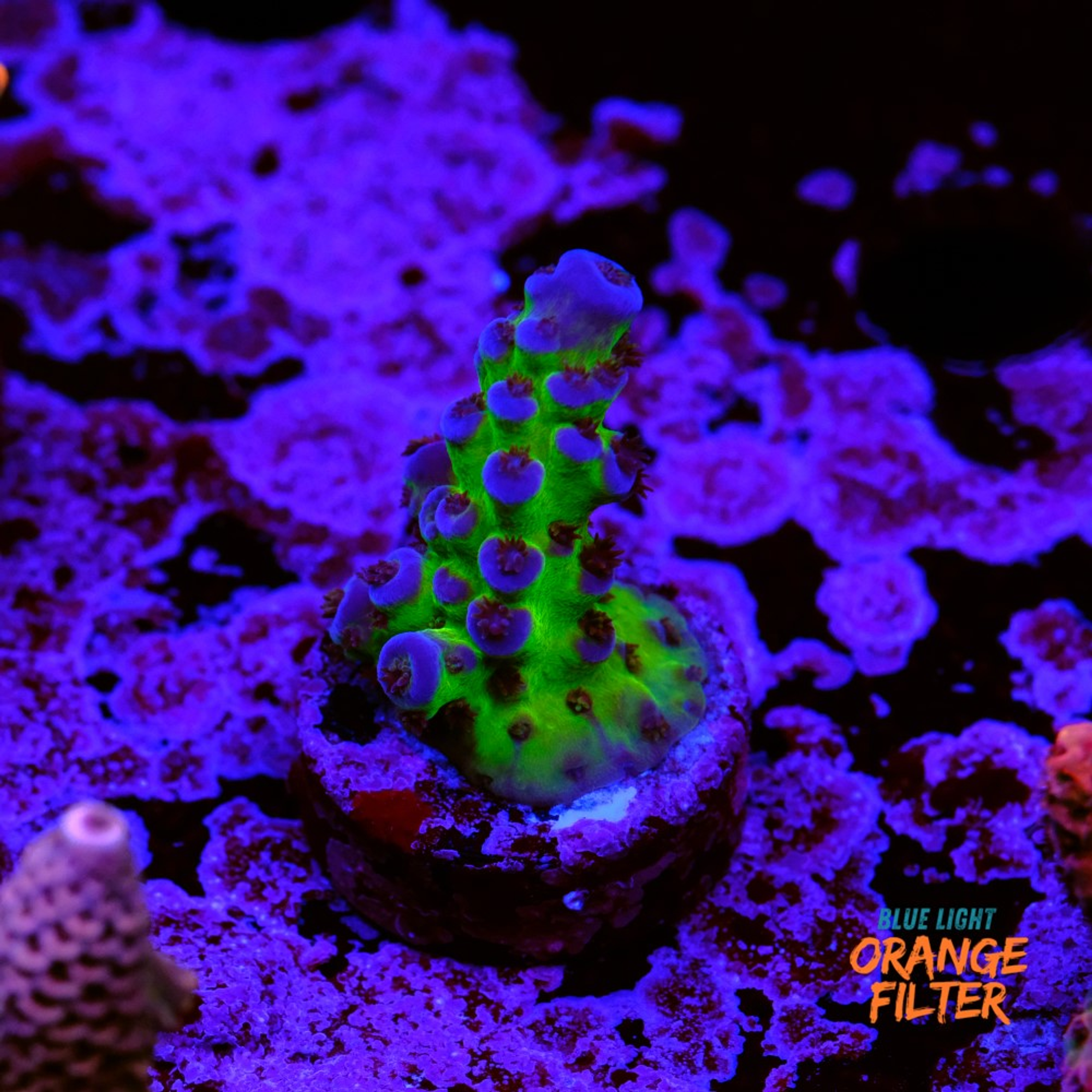Acropora miyagi tort