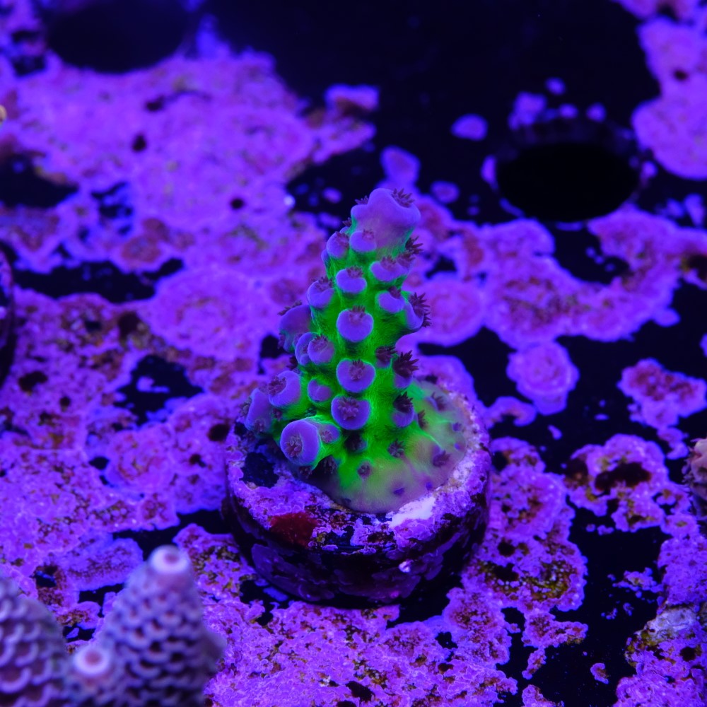 Acropora miyagi tort 2