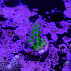 Acropora miyagi tort 2