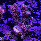 Acropora millepora  2