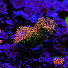 Acropora millepora  1