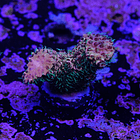 Acropora millepora  2