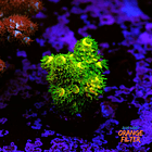 Acropora vermiculata 