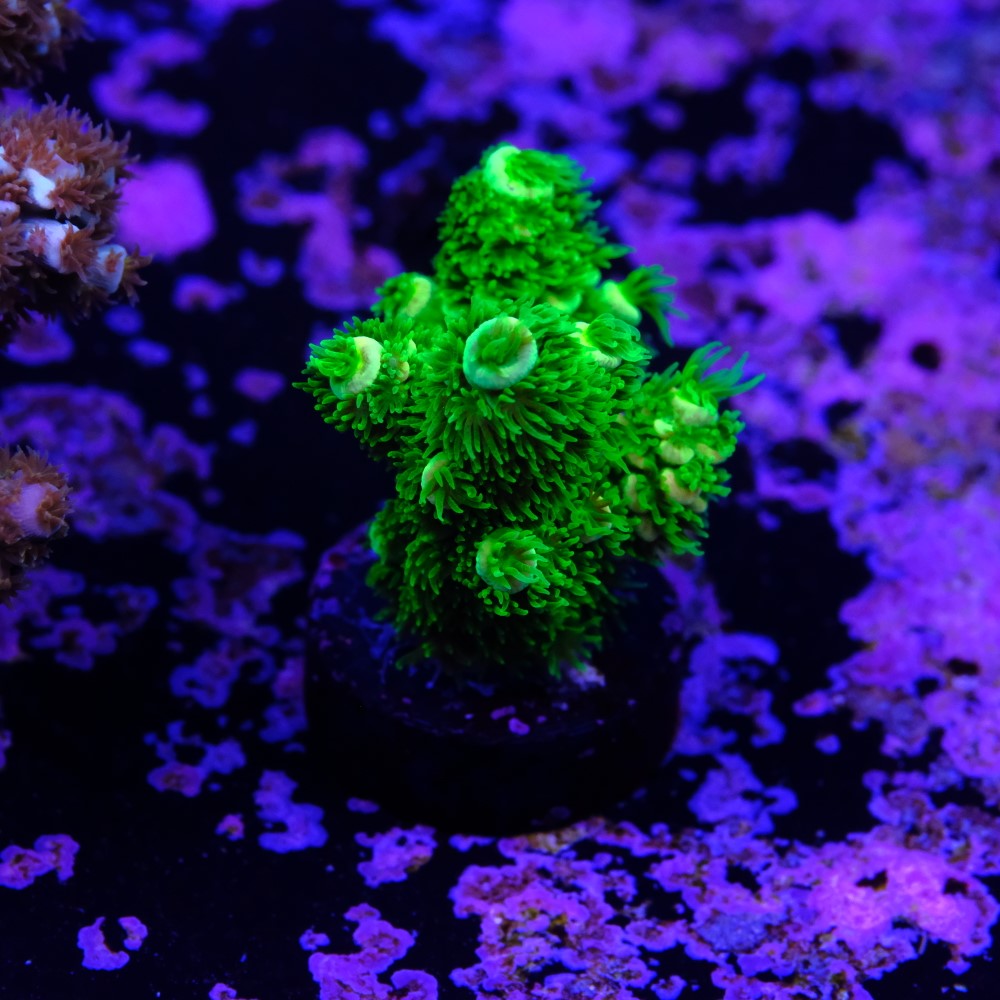 Acropora vermiculata 